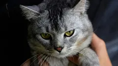 Waarom je huiskat de aanwezigheid van andere katten niet prettig vindt: experts noemen 6 mogelijke redenen